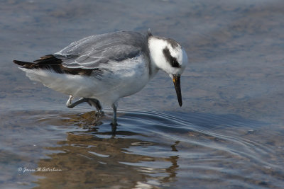 Red Phalarope