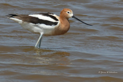 American Avocet