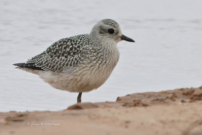 Black-bellied Plover