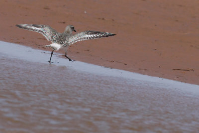 Black-bellied Plover