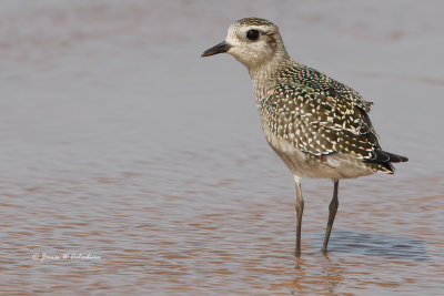 American Golden-Plover
