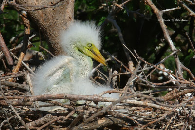 Great Egret