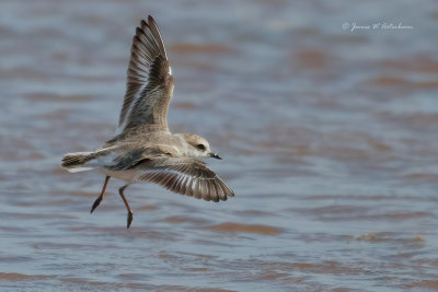 Snowy Plover