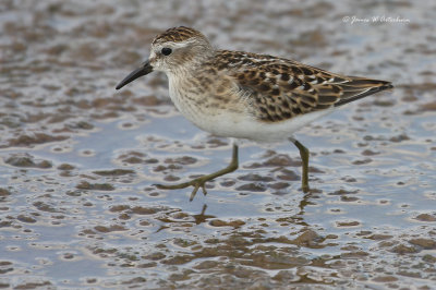 Least Sandpiper