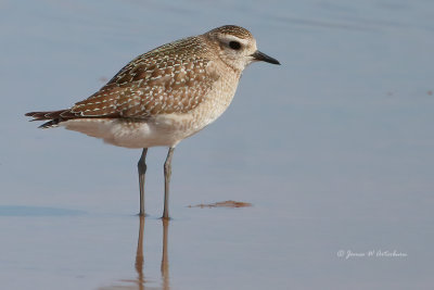American Golden-Plover