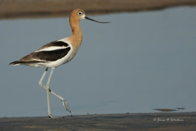 American Avocet