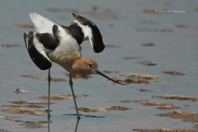 American Avocet