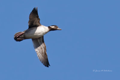 Bufflehead