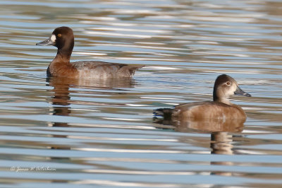 Lesser Scaup & Ring-necked Duck