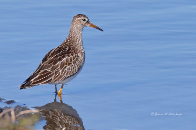 Pectoral Sandpiper