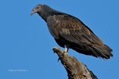 Turkey Vulture