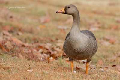 Greater White-fronted Goose