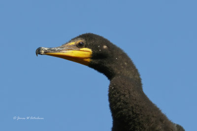Double-crested Cormorant