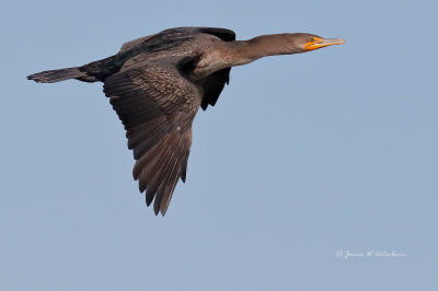 Double-crested Cormorant