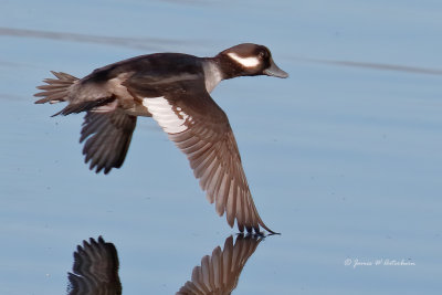 Bufflehead