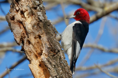 Red-headed Woodpecker