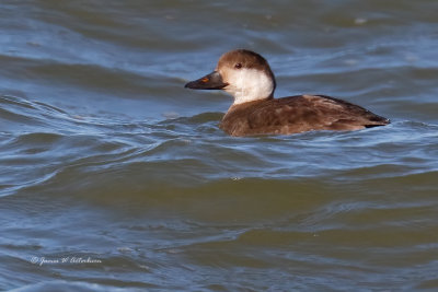 Black Scoter