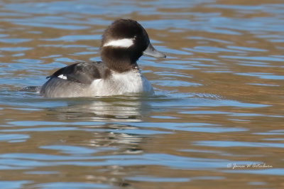 Bufflehead