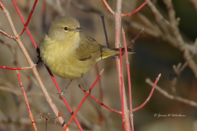 Orange-crowned Warbler