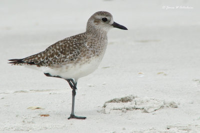 Black-bellied Plover