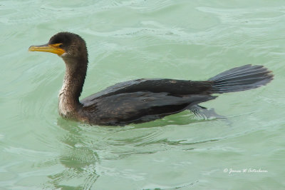 Double-crested Cormorant