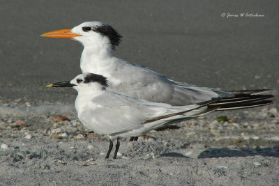 Royal Tern & Sandwich Tern
