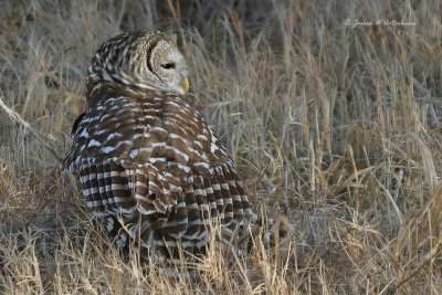 Barred Owl