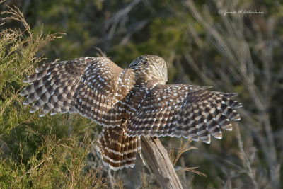 Barred Owl