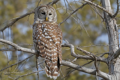 Barred Owl