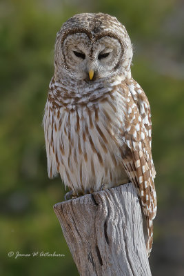 Barred Owl