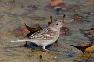 Field Sparrow