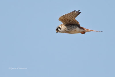 American Kestrel