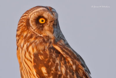 Short-eared Owl