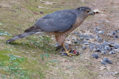 Cooper's Hawk