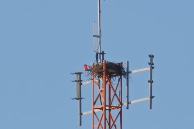 Osprey Nest