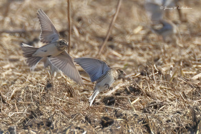 Lapland Longspur