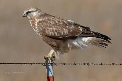 Rough-legged Hawk