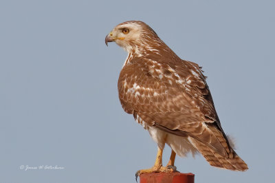 Red-tailed Hawk