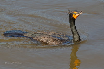 Double-crested Cormorant