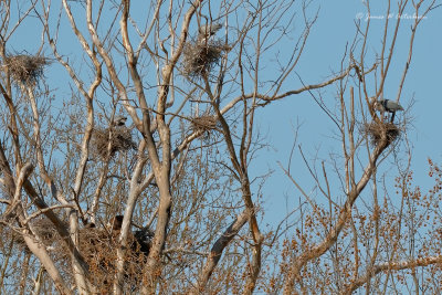 Bald Eagle nest in the middle of a Rookery