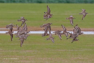 American Golden-Plover