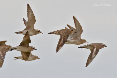 American Golden-Plover