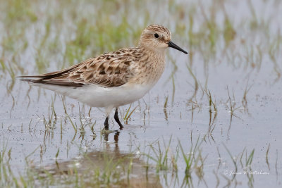 Baird's Sandpiper