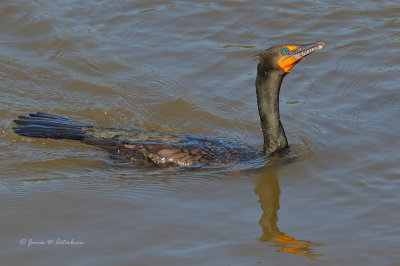 Double-crested Cormorant