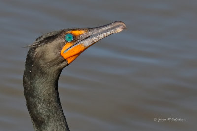 Double-crested Cormorant