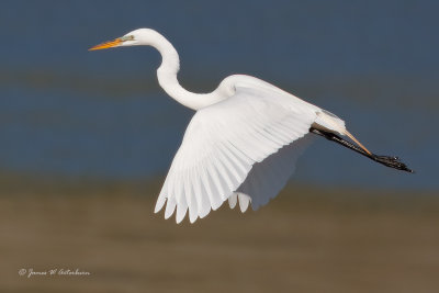 Great Egret