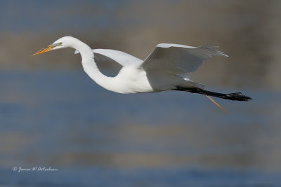 Great Egret