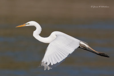 Great Egret