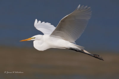Great Egret