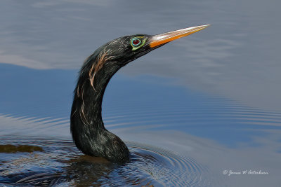 Anhinga